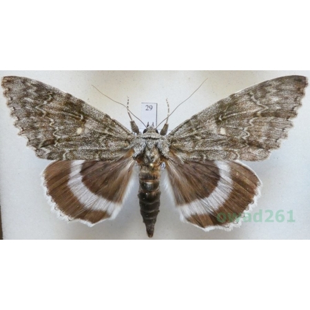 Catocala fraxini (Linnaeus, 1758) male Wstęgówka jesionka ex. ovo Czech 90mm29